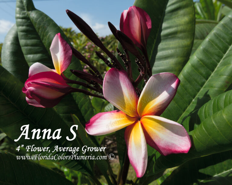 Anna S plumeria photo