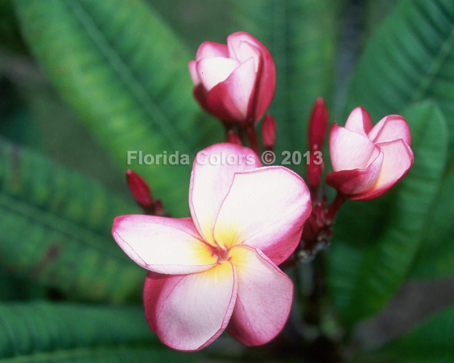 Anna S plumeria photo
