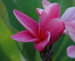 Princess Anne Froeba plumeria