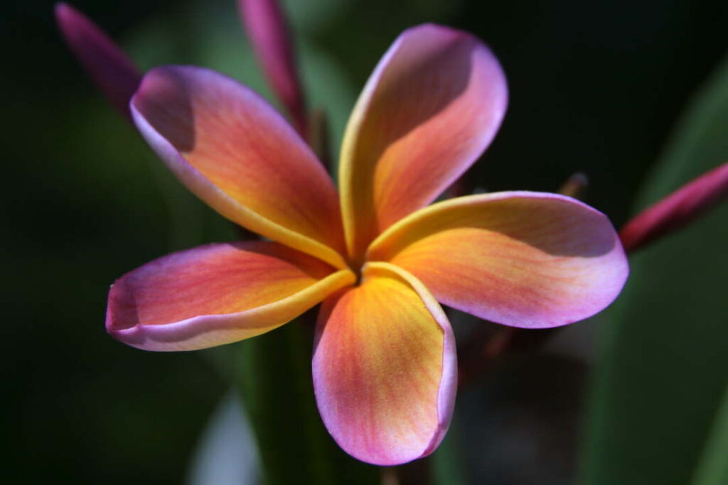 Apricot Delight plumeria photo