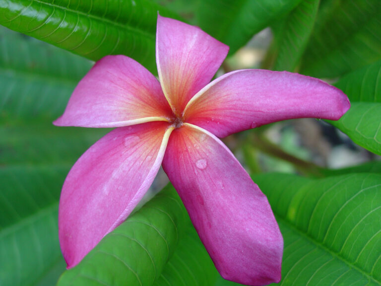 Apricot Locks plumeria photo