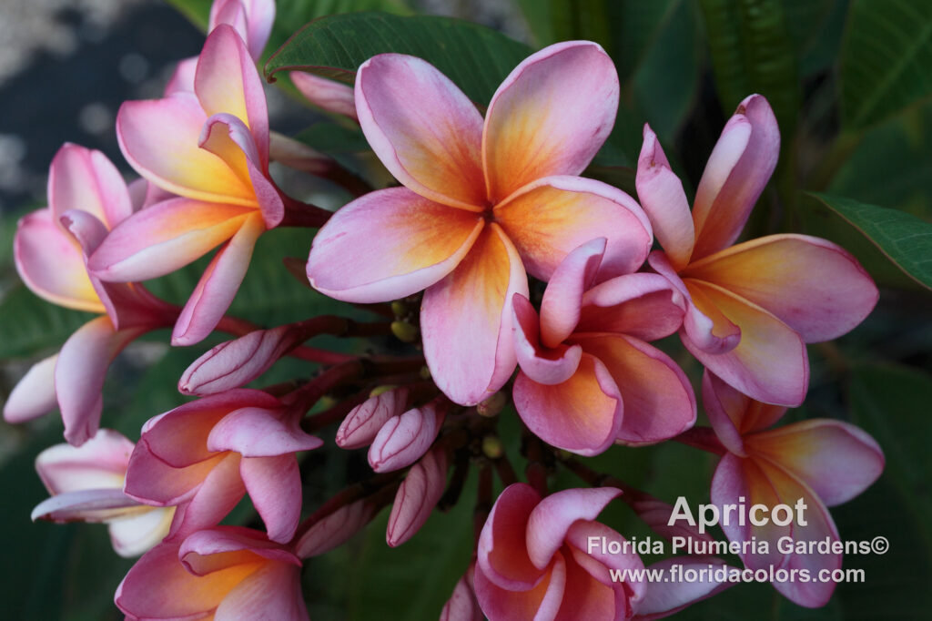Apricot plumeria photo