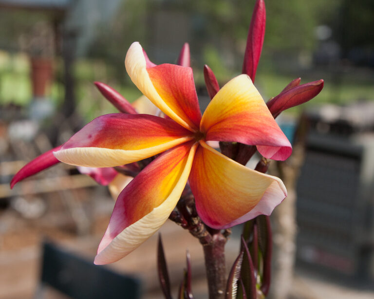 Apricot plumeria photo