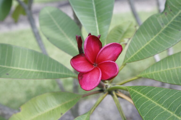 Arbroath Angus plumeria flower