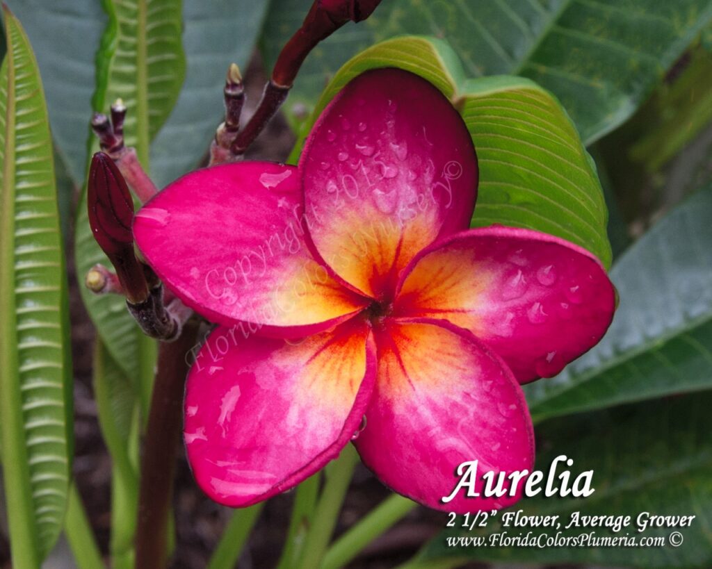 Aurelia plumeria photo