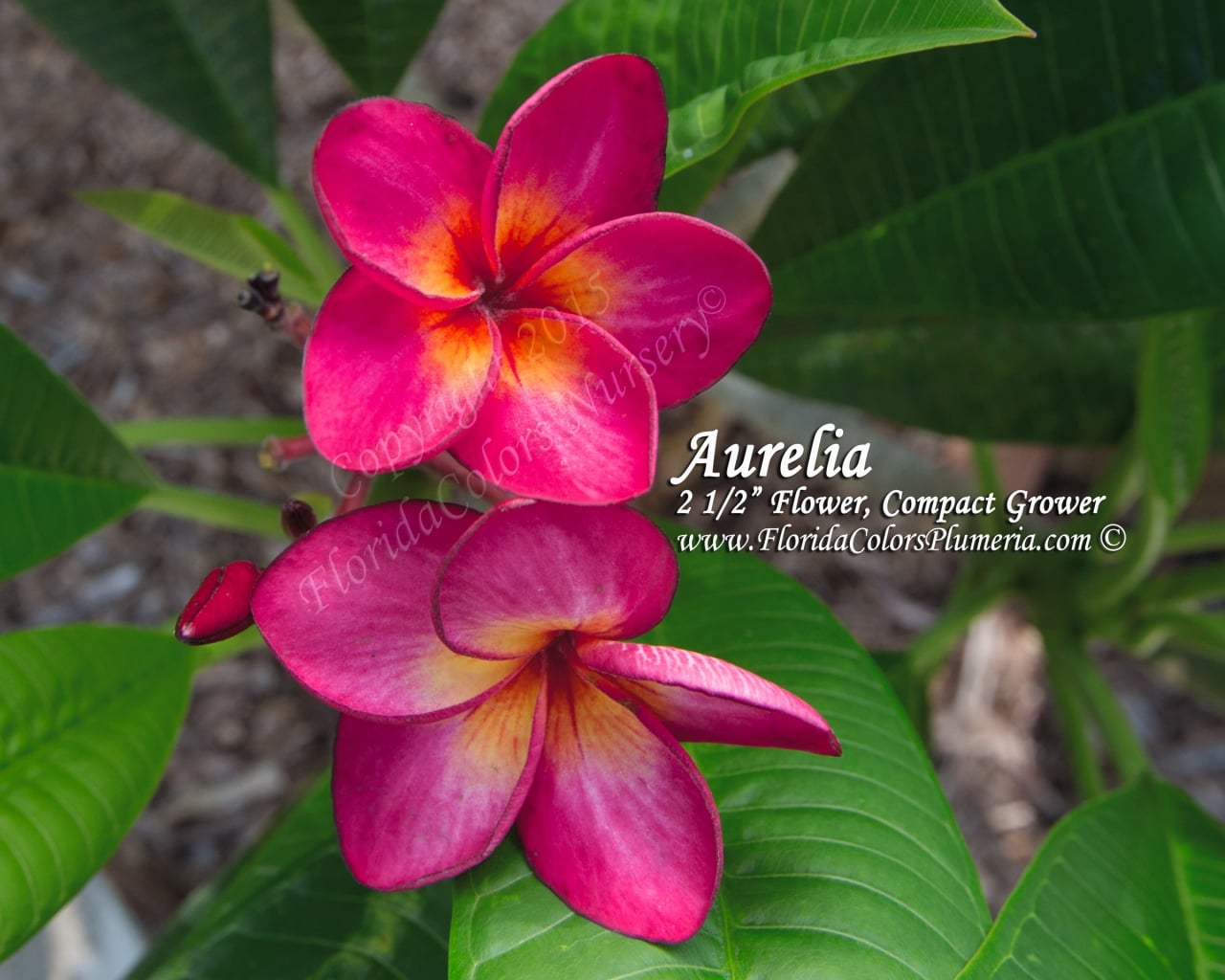 Aurelia plumeria photo