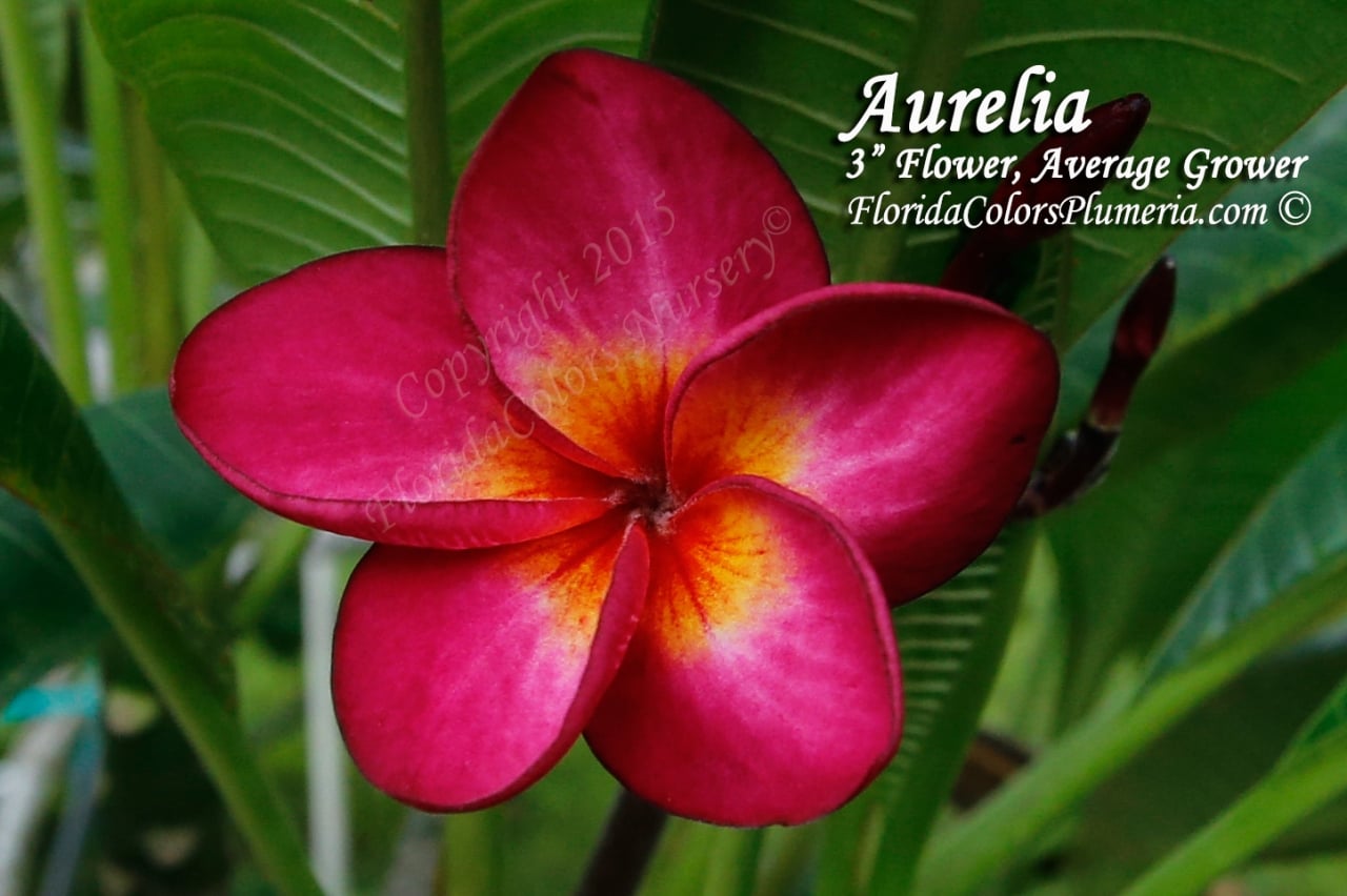 Aurelia plumeria photo