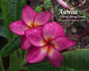 Aurelia plumeria photo
