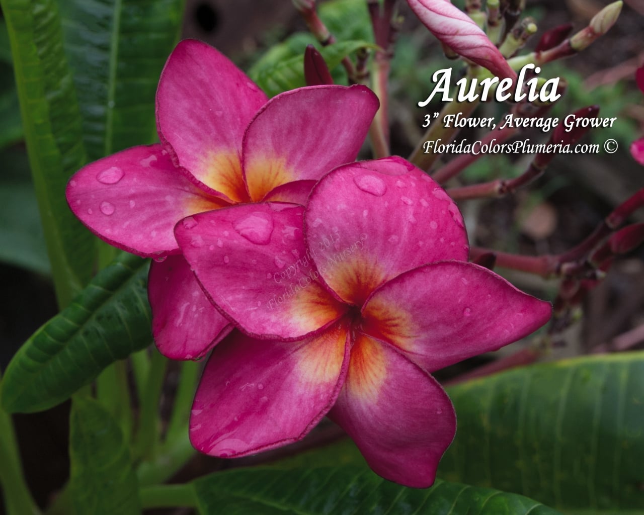 Aurelia plumeria photo