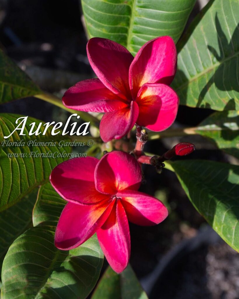 Aurelia plumeria photo