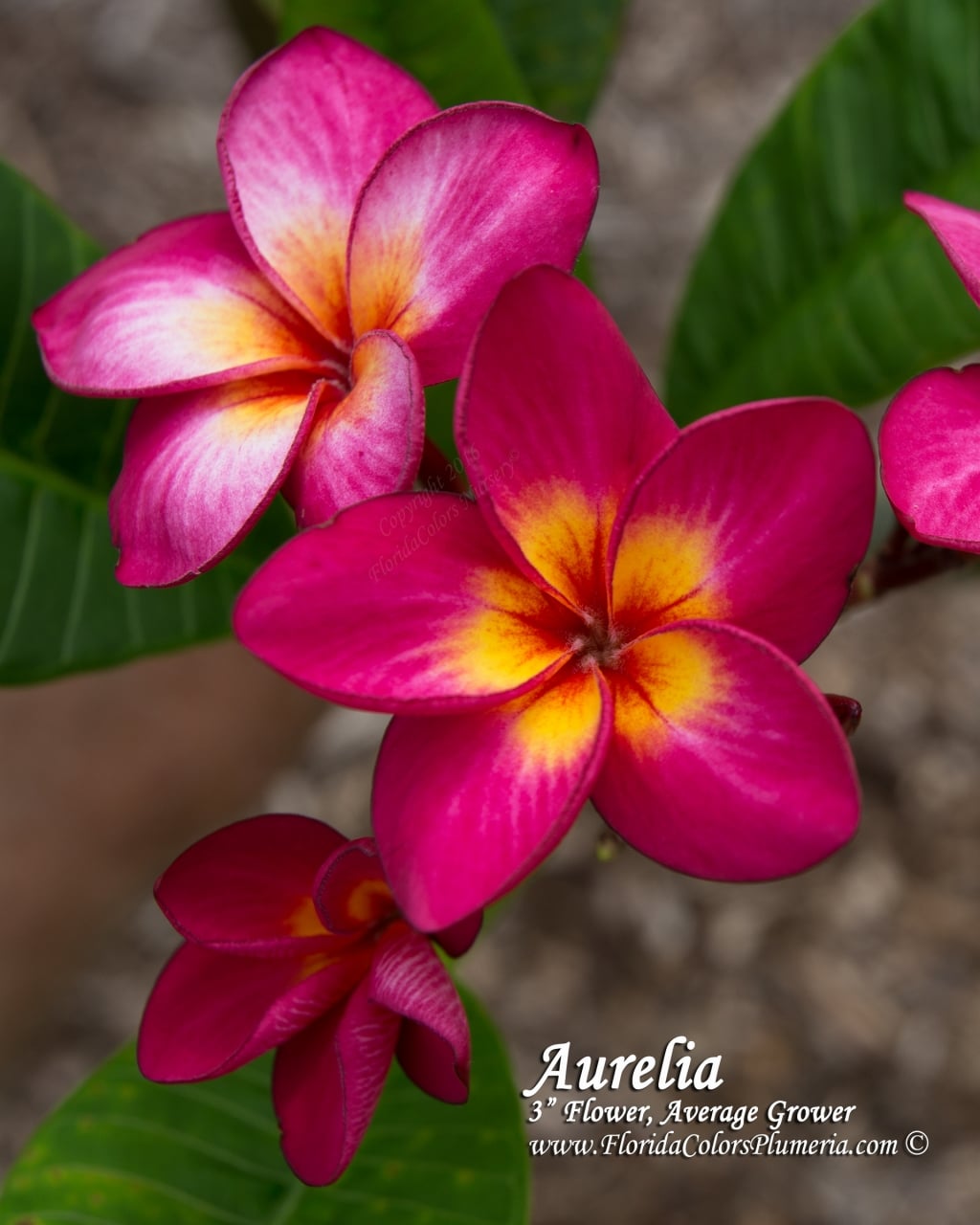 Aurelia plumeria photo