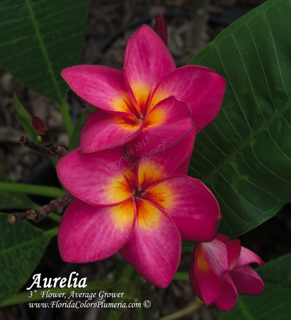 Aurelia plumeria photo