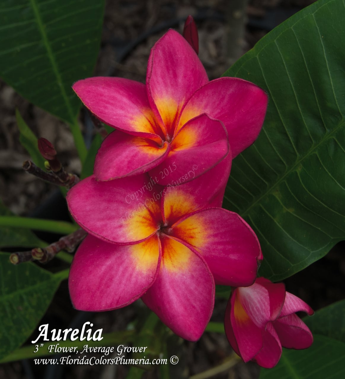 Aurelia plumeria photo