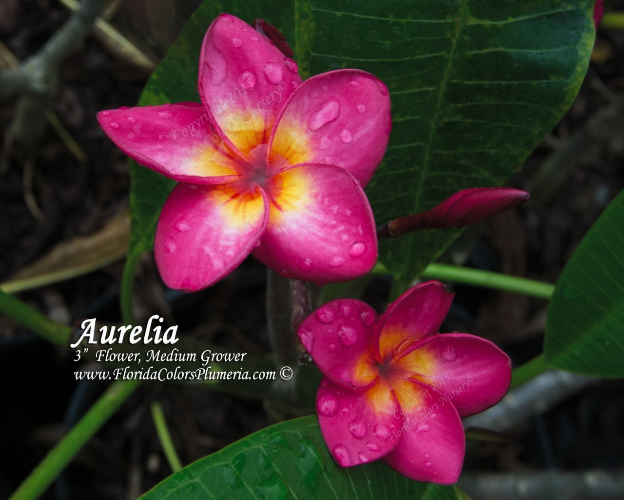 Aurelia plumeria photo