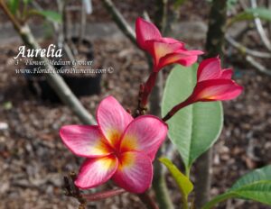 Aurelia plumeria photo