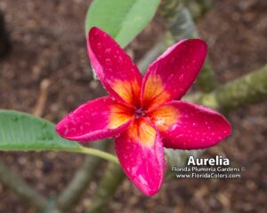Aurelia plumeria photo