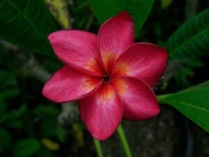 Herzog&rsquo;s Persian Velvet plumeria