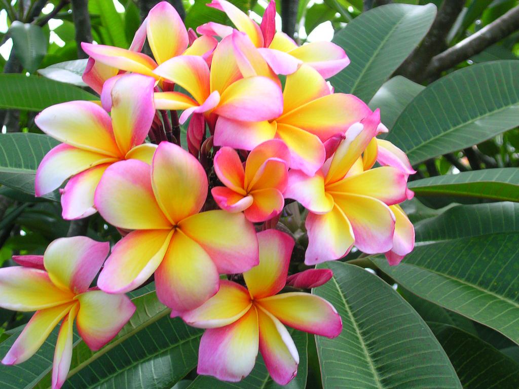 Aussie Confetti plumeria photo