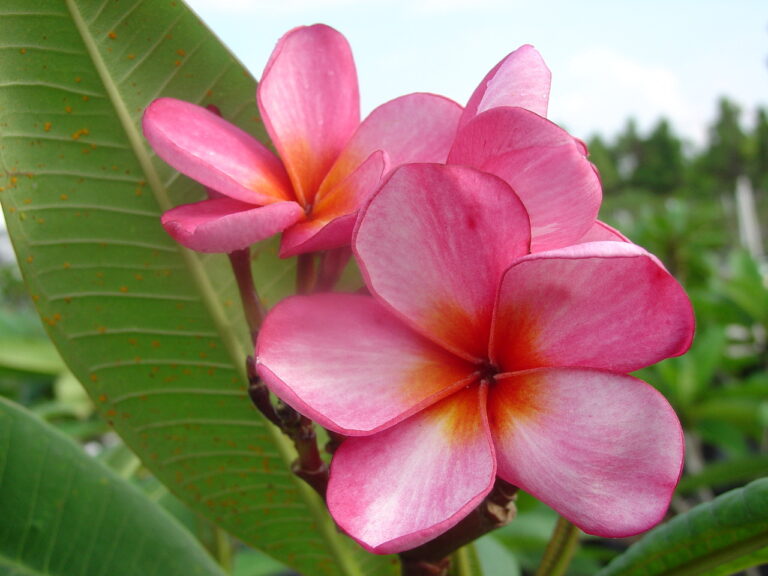 Aussie Gold Rush plumeria flower