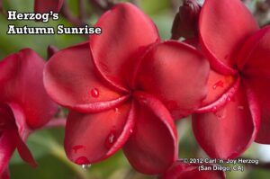 Autumn Sunrise plumeria photo