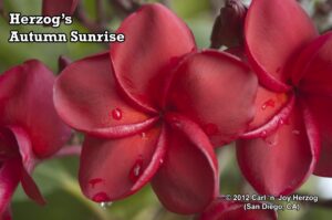Autumn Sunrise plumeria photo