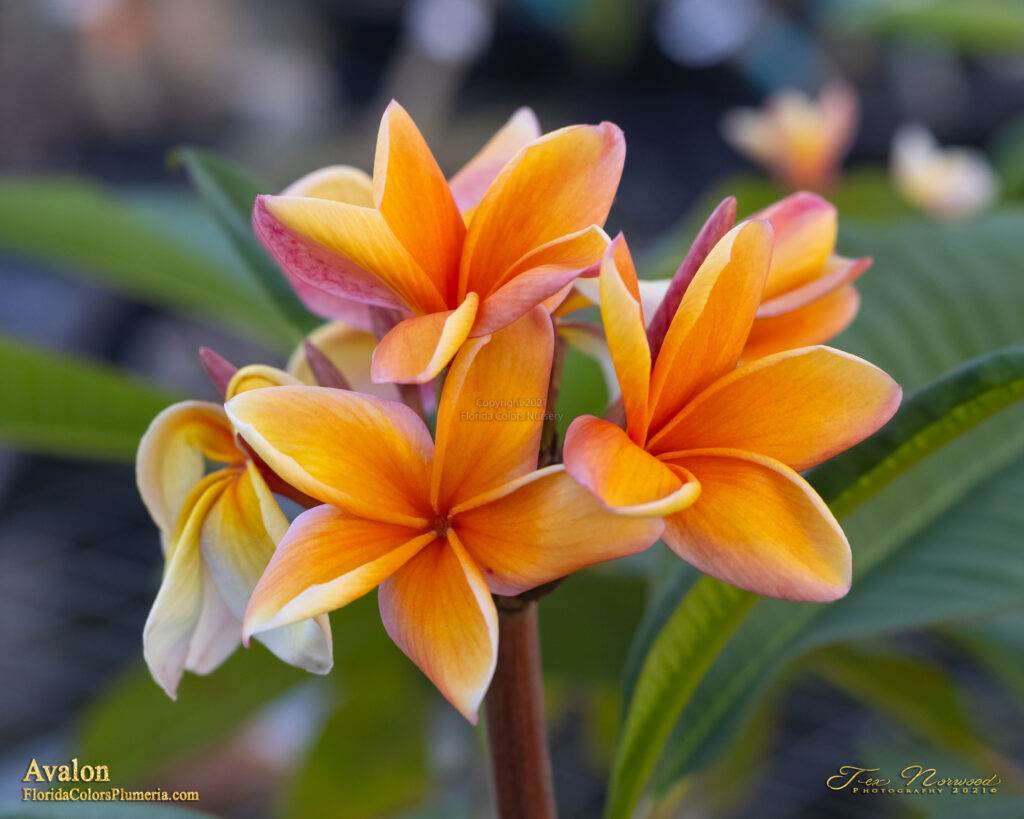 Avalon plumeria photo