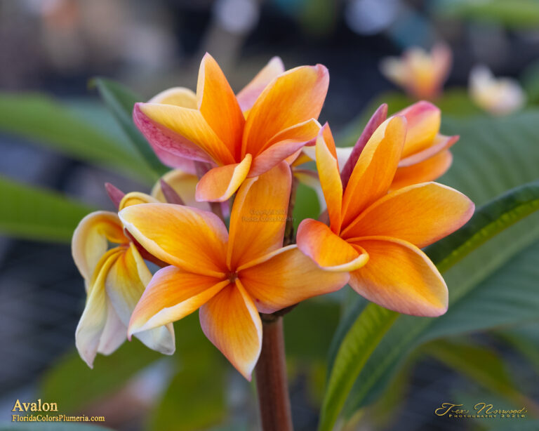 Avalon plumeria photo
