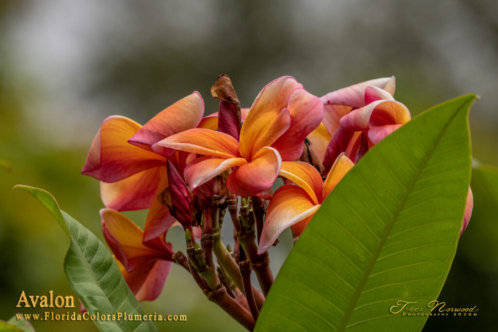 Avalon plumeria photo