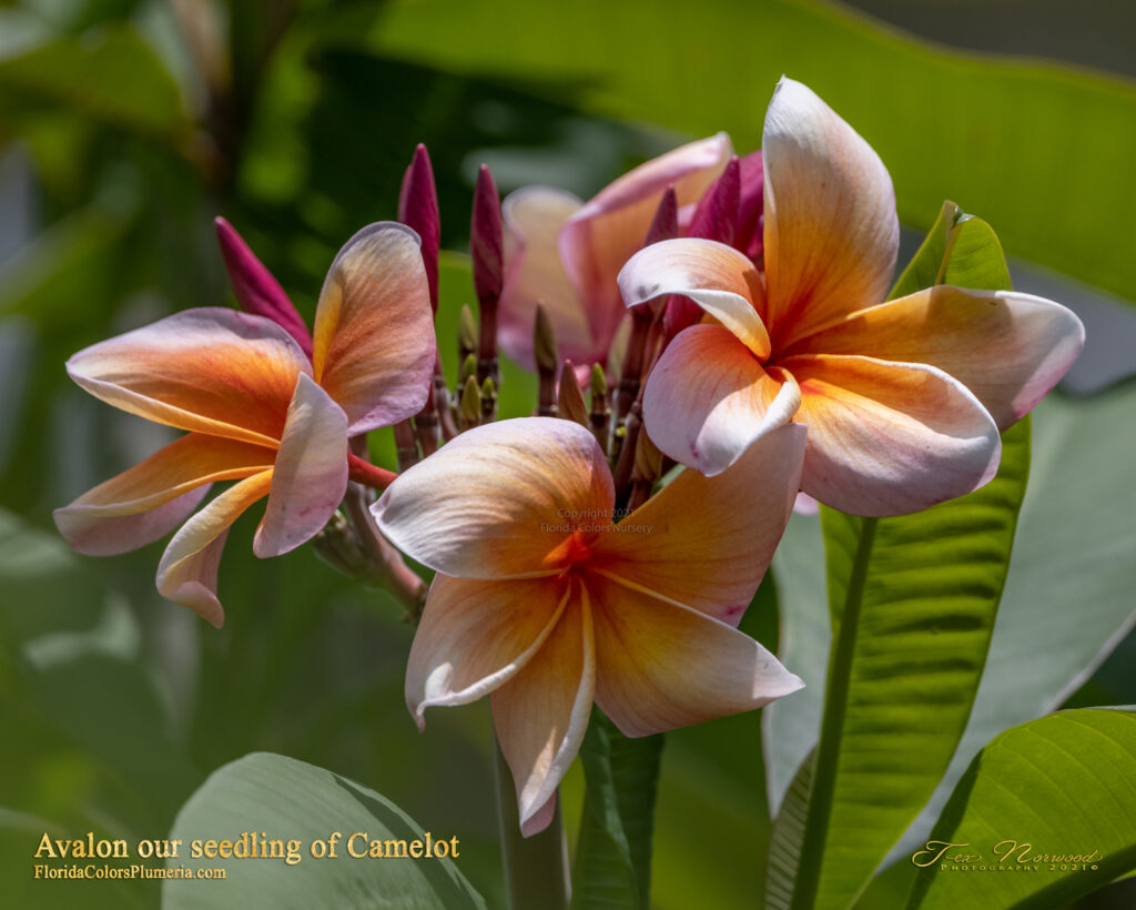 Avalon plumeria photo