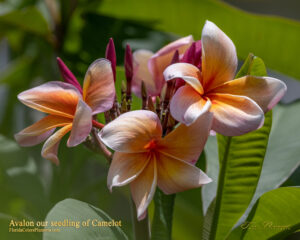 Avalon plumeria photo