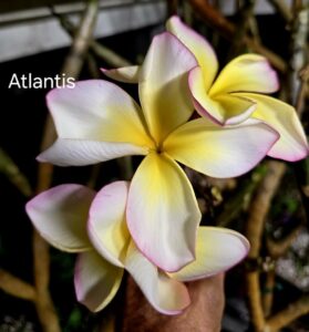 Atlantis thumbnail