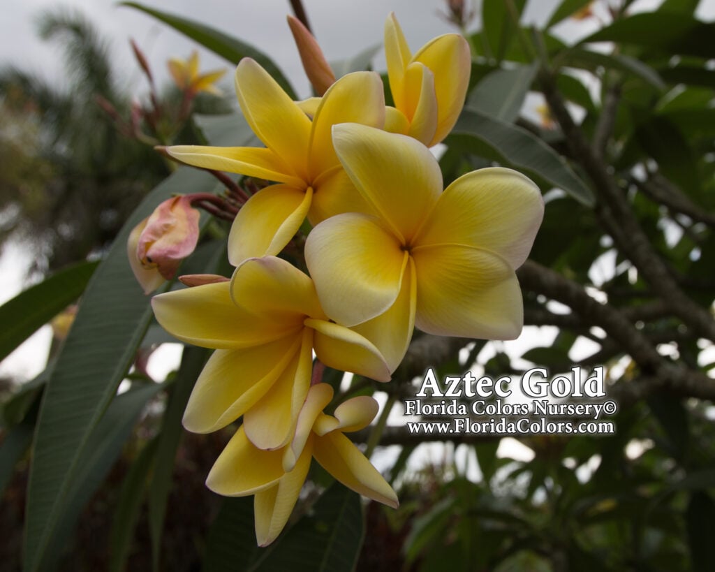 Aztec Gold plumeria photo