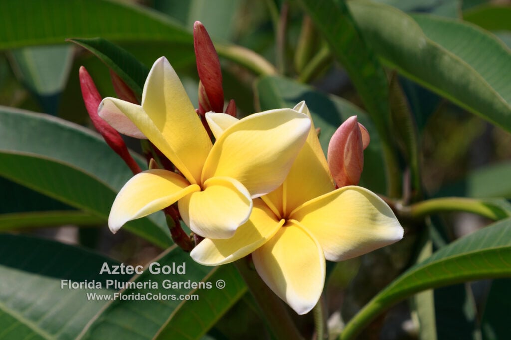 Aztec Gold plumeria photo