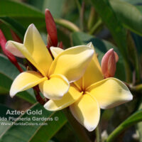 Aztec Gold photo preview