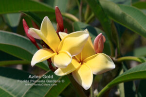 Aztec Gold thumbnail