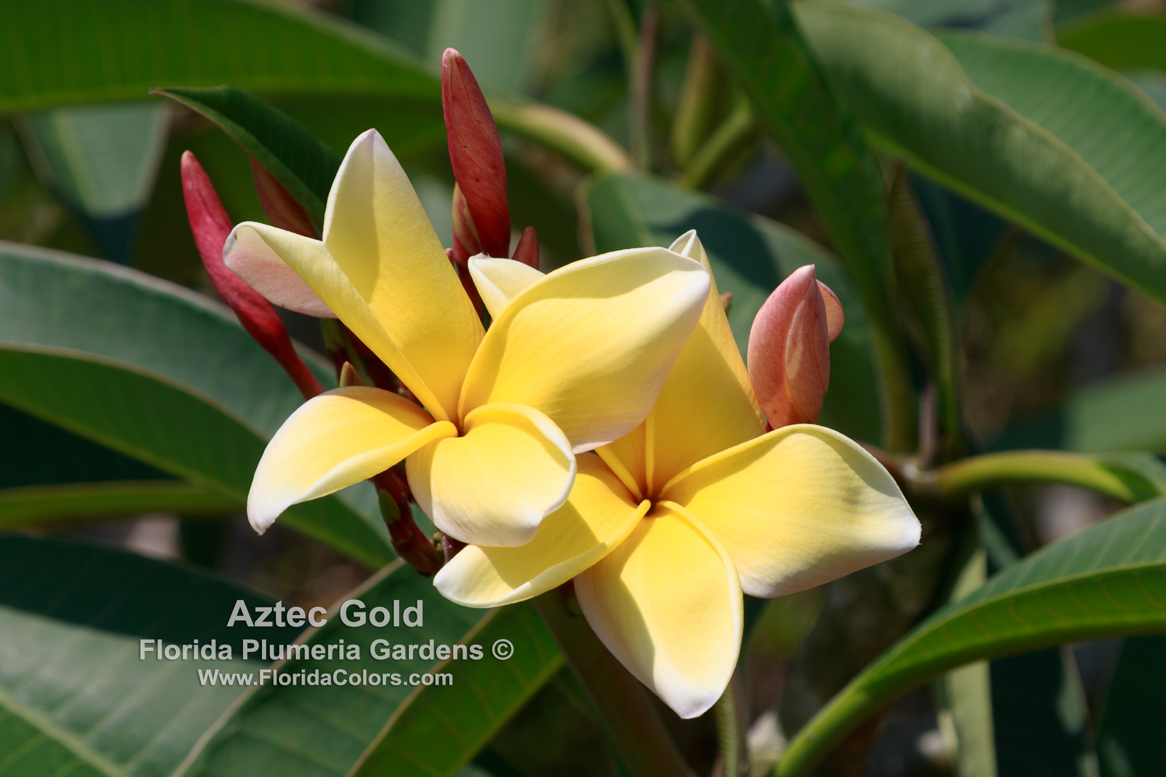 Aztec Gold plumeria photo