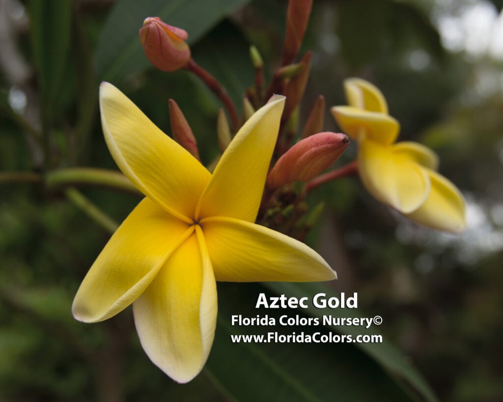 Aztec Gold plumeria photo