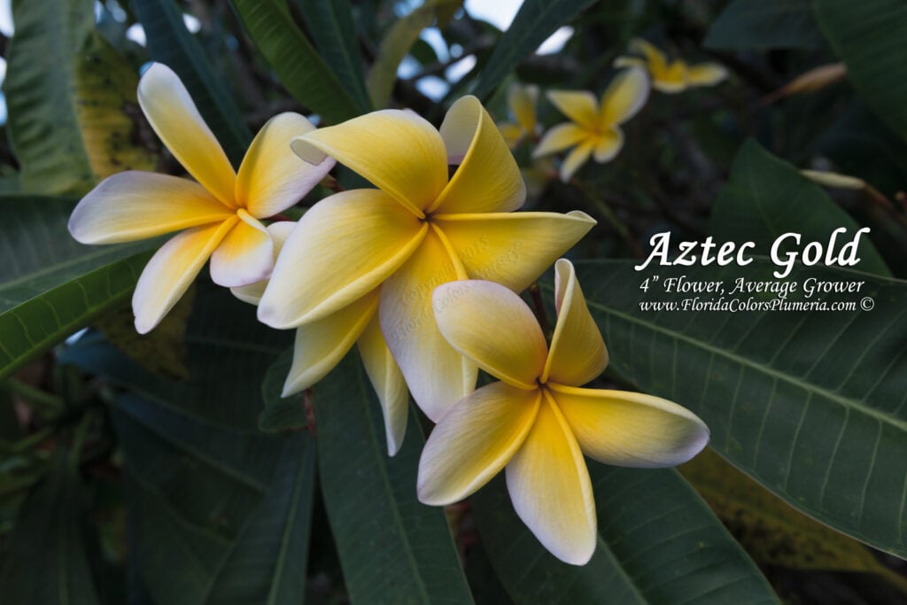 Aztec Gold plumeria photo