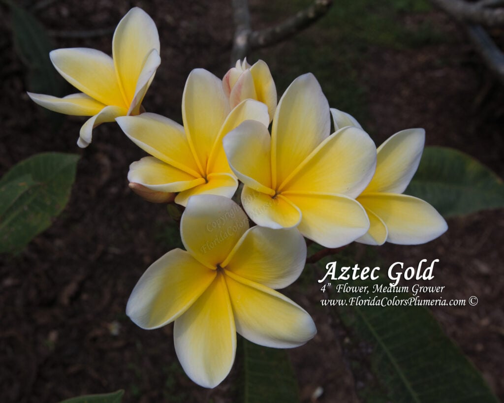Aztec Gold plumeria photo