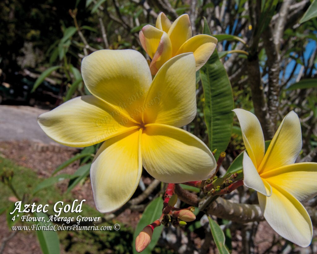Aztec Gold plumeria photo