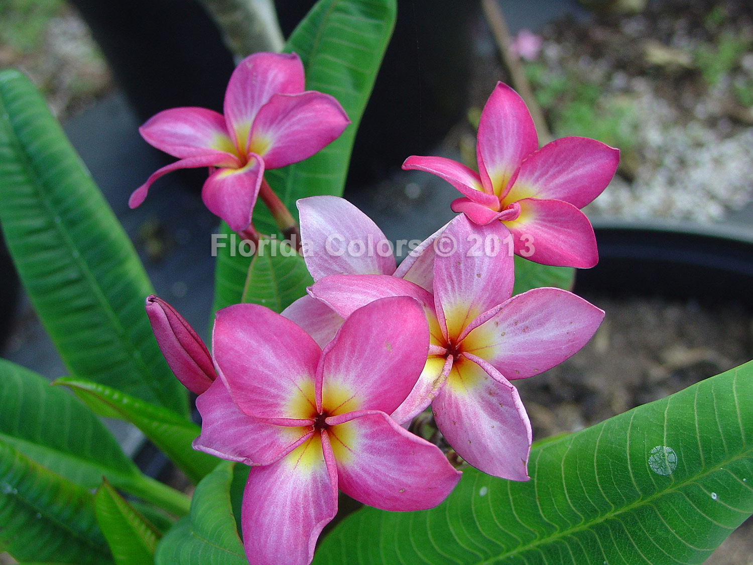 B044 plumeria photo
