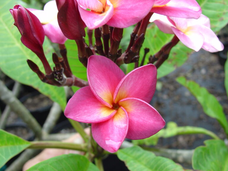 B52 plumeria photo