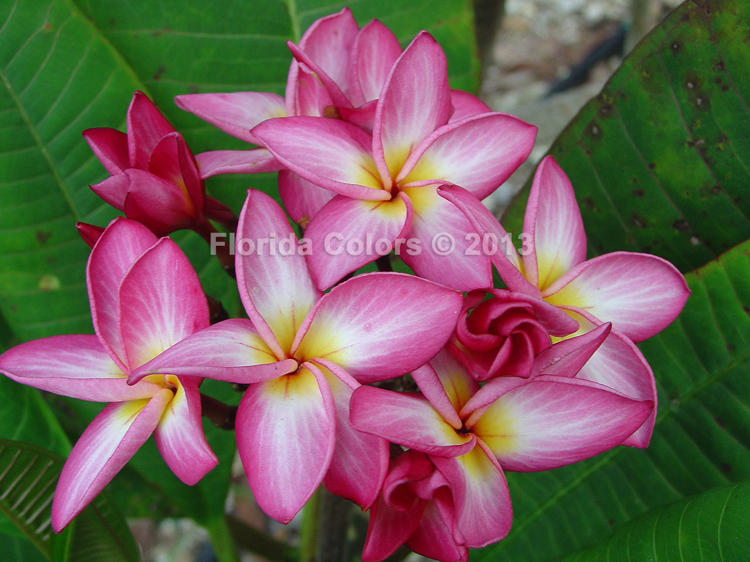 B044 plumeria photo