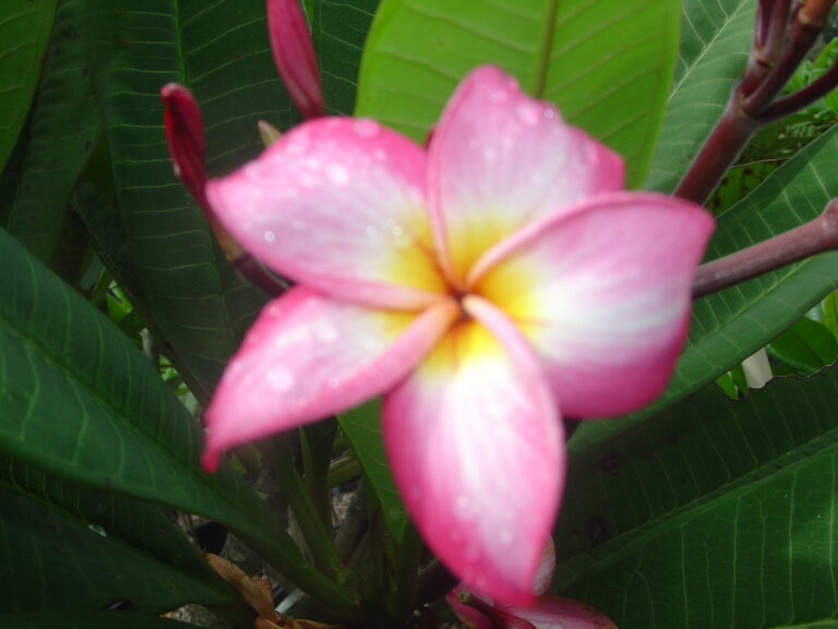 B044 plumeria photo