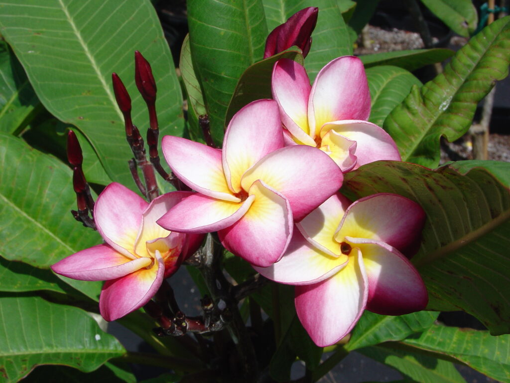 B52 plumeria photo