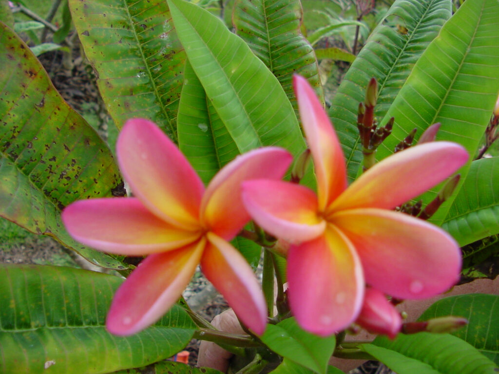 Barbados plumeria photo