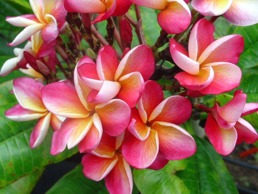 Bill Moragne, Sr. plumeria photo