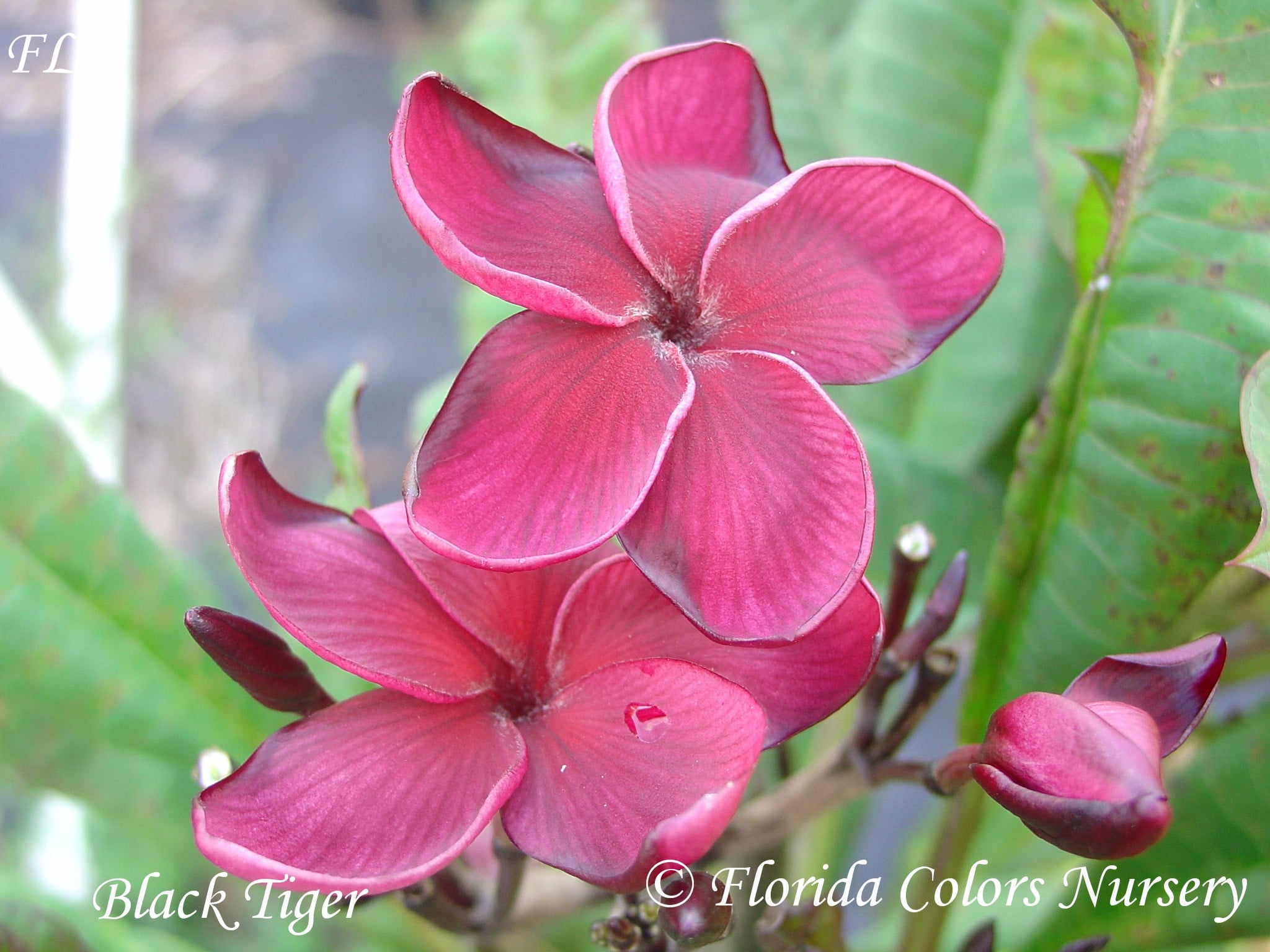 Black Tiger plumeria photo