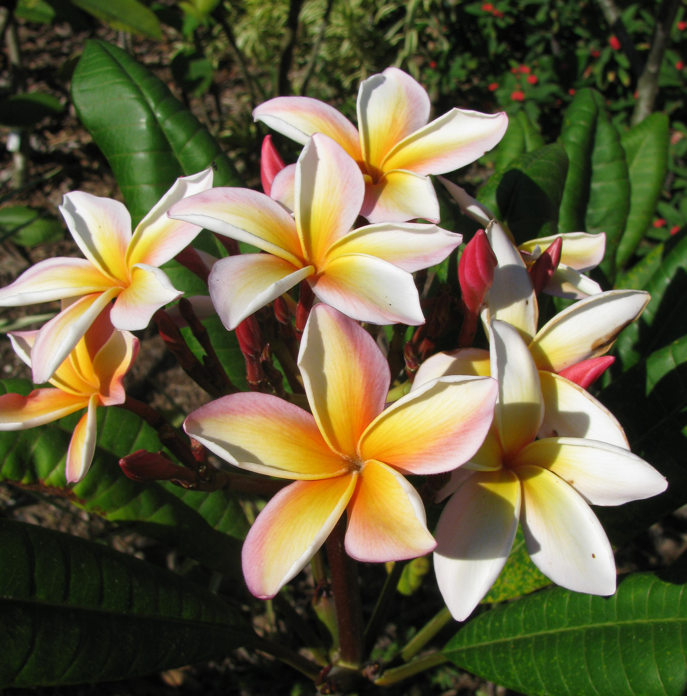 Bonnie Fox plumeria photo