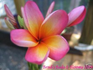 Gold Coast Peach plumeria